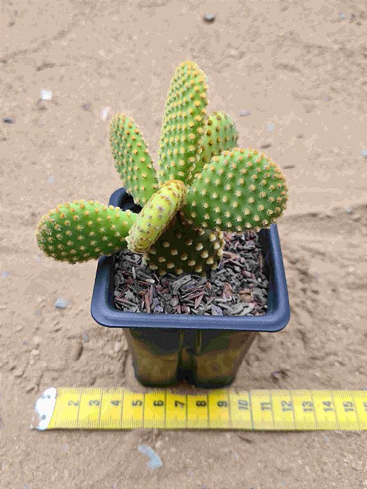 Opuntia microdasys pallida - "Cacto orelha-de-mickey"