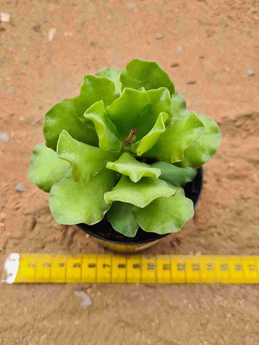 Adromischus cristatus v. zeyheri