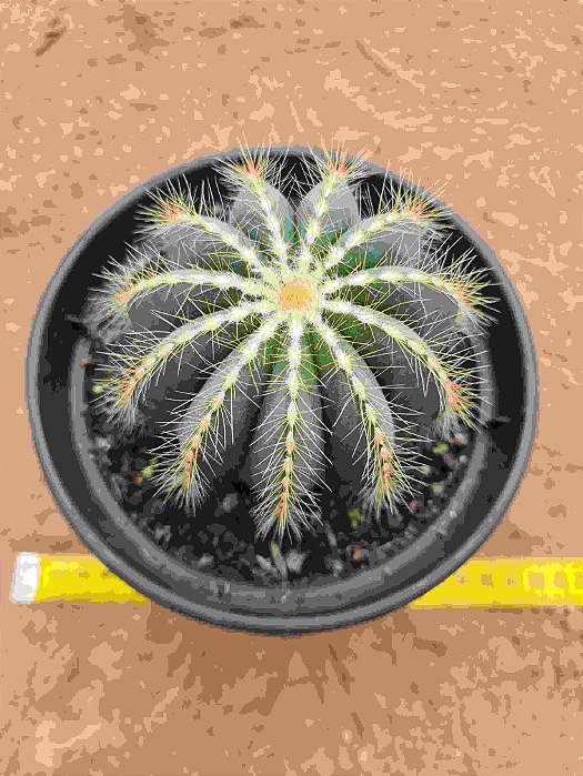 Parodia magnifica