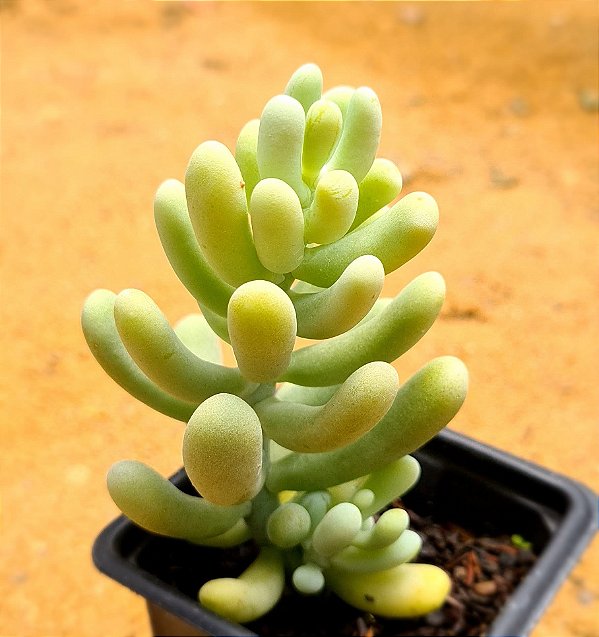 Sedum allantoides