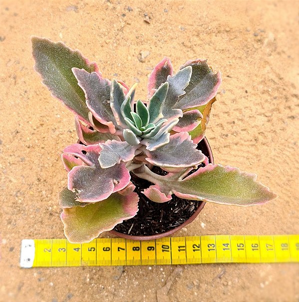 Kalanchoe laciniata variegata