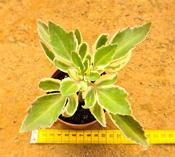 Kalanchoe laciniata variegata
