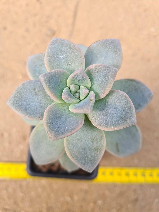 Graptopetalum victor kane