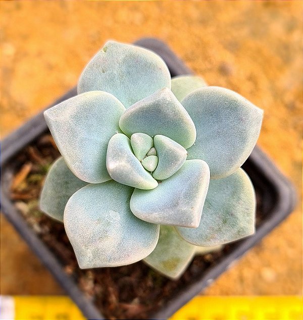 Graptopetalum victor kane
