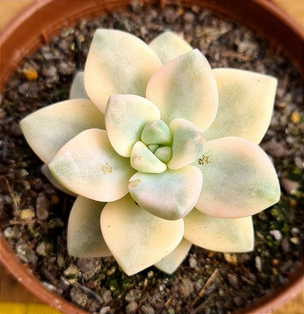 Graptopetalum victor kane variegata