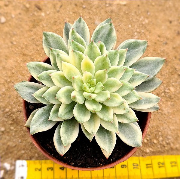 Echeveria green emerald variegata
