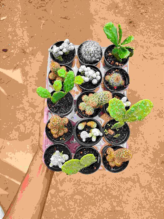 Minicactus pote 06