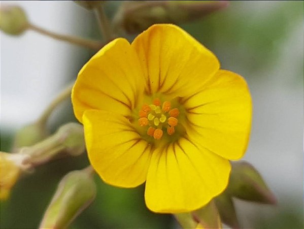 Hoxalis herrerae