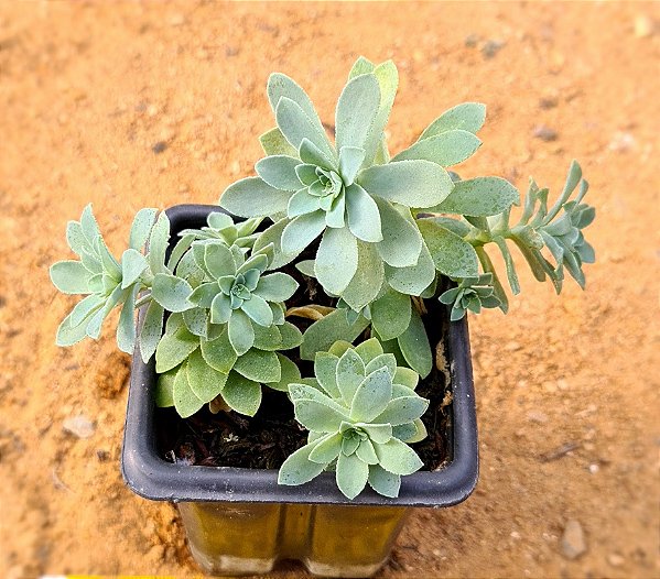 Sedum palmeri (folhas finas)