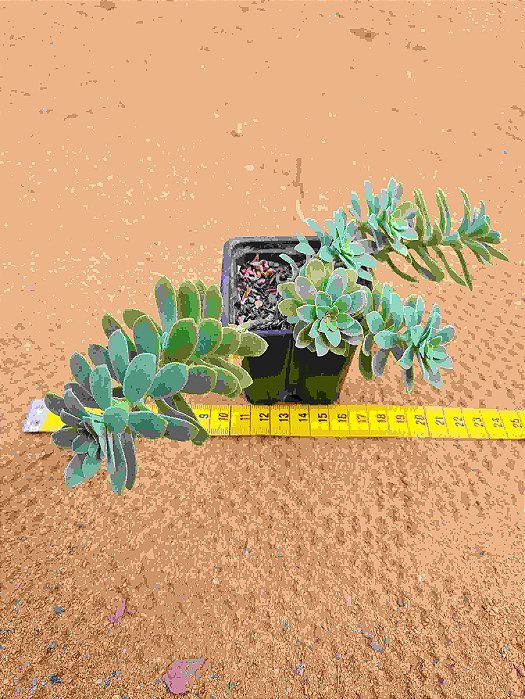 Sedum palmeri (folhas finas)