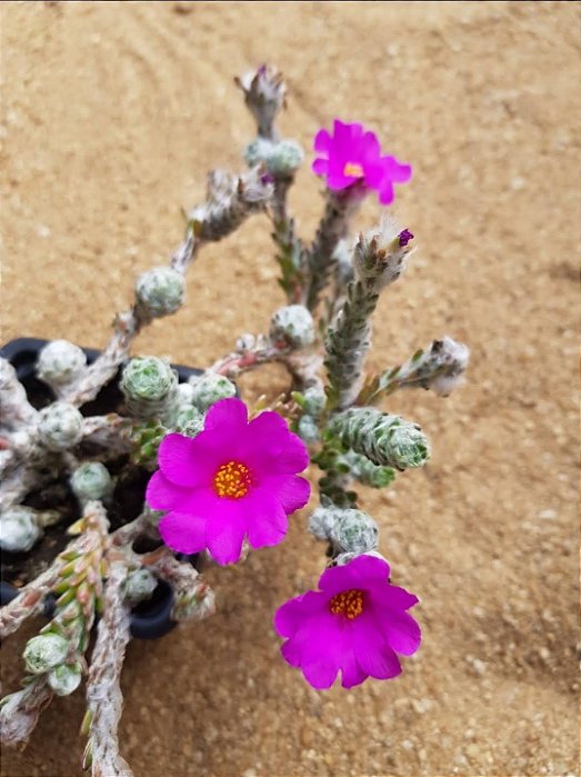 Portulaca werdermanii