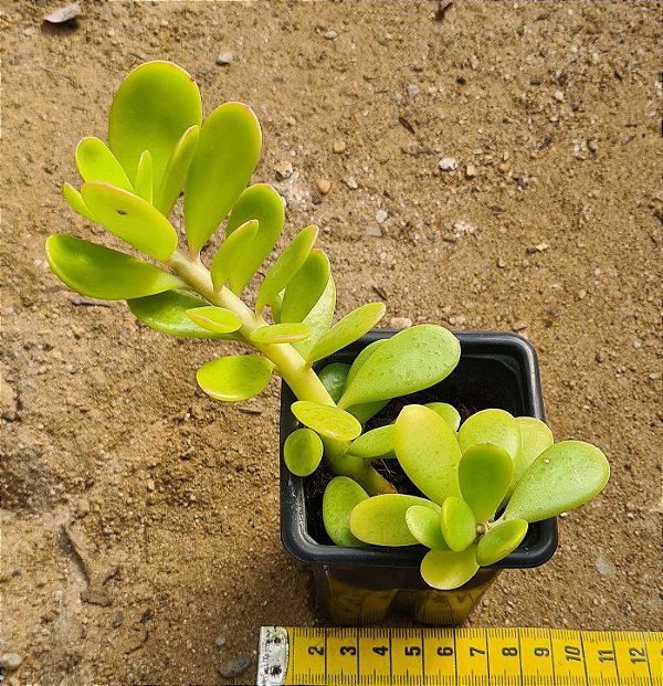 Senecio jacobsenii