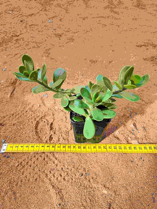 Senecio jacobsenii