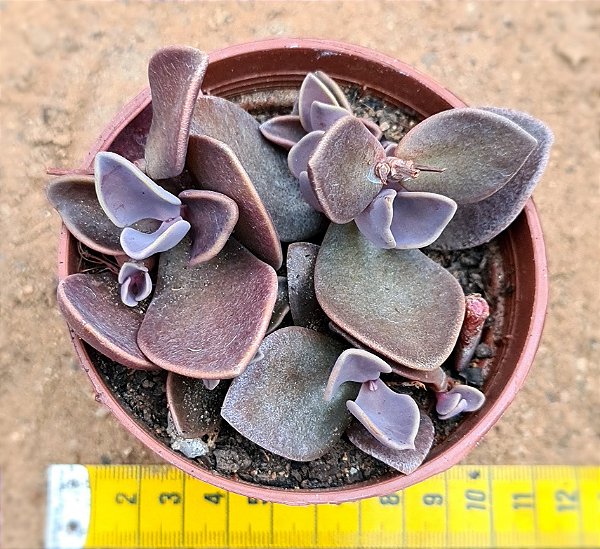 Lenophyllum obtusum