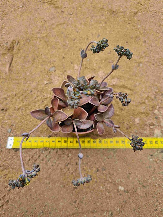 Lenophyllum obtusum