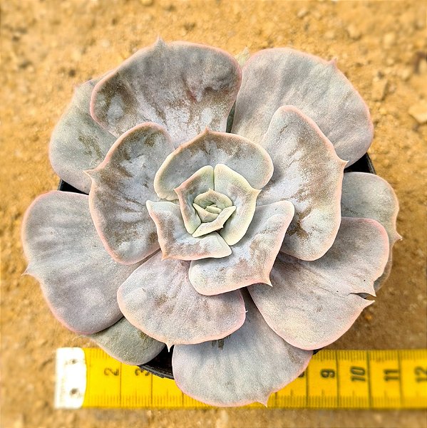 Echeveria marble magic ball