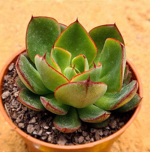 Echeveria yang jin