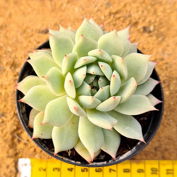 Echeveria thinginshu