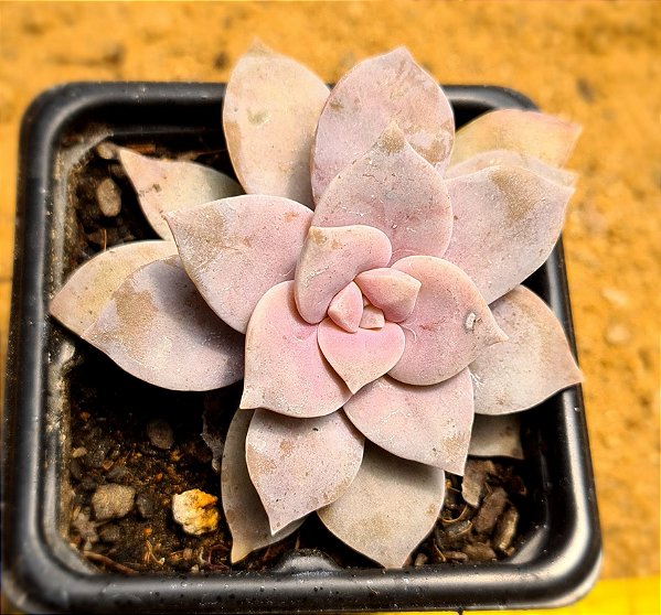 Graptoveria superbum