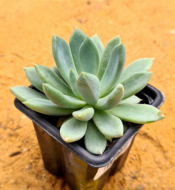 Echeveria apollo