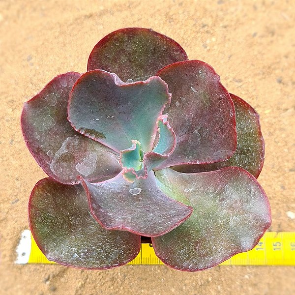 Echeveria chocolate ruffles