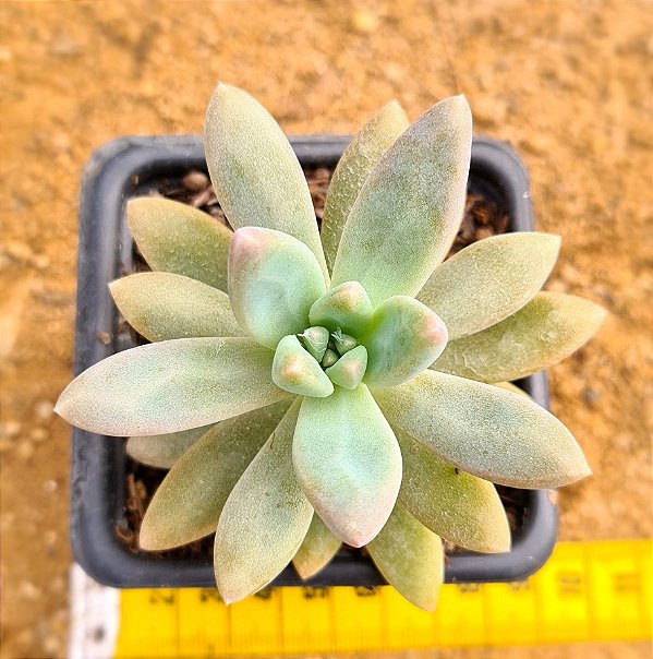 Graptosedum francesco baldi