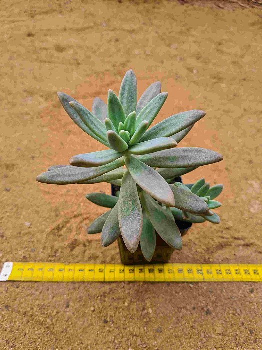Graptosedum francesco baldi