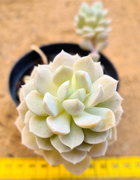 Echeveria spring jade