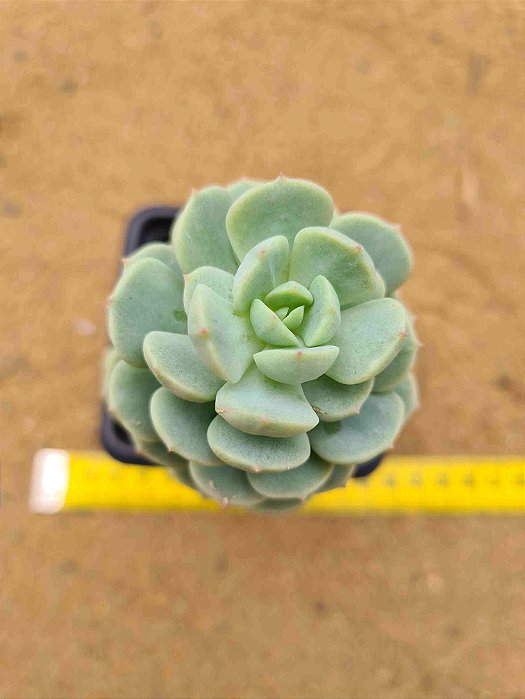 Echeveria spring jade