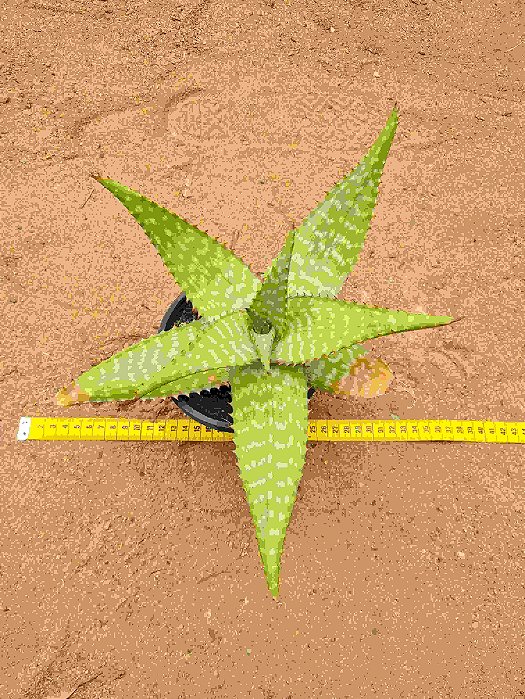Aloe maculata