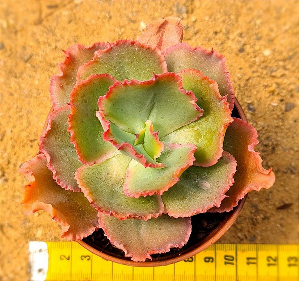 Echeveria virginia lee