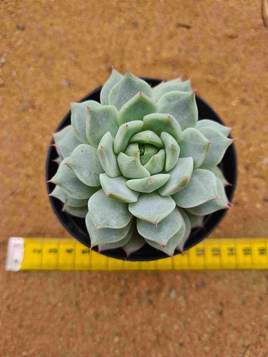 Echeveria elation