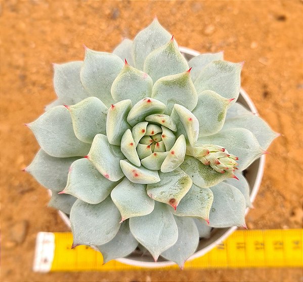 Echeveria elation