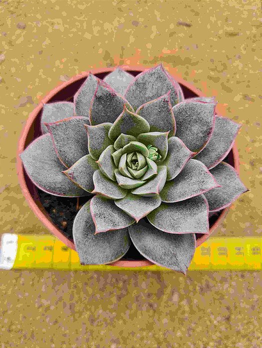 Echeveria punita