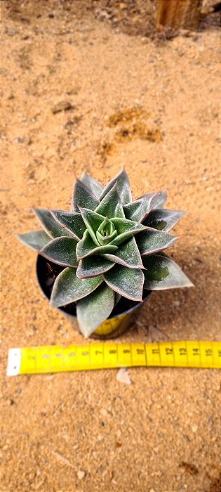 Echeveria mexicana