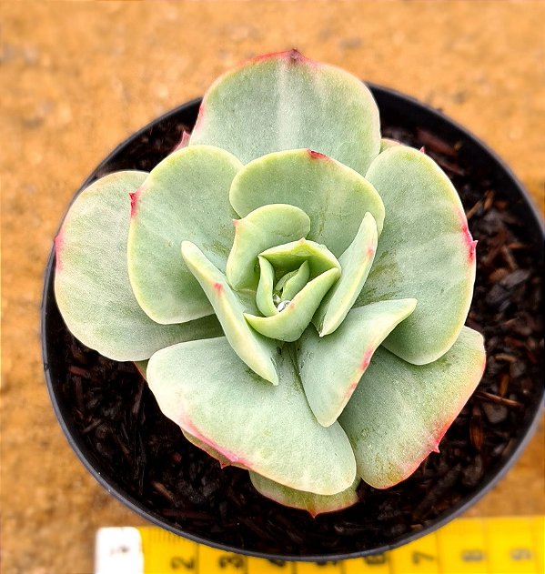 Echeveria mocha variegata
