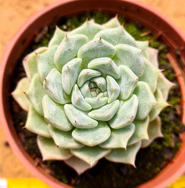 Echeveria sara hime botan