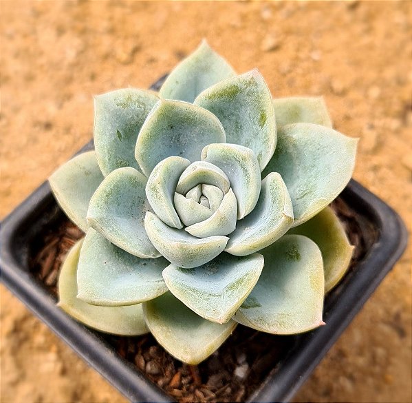 Graptoveria fantome