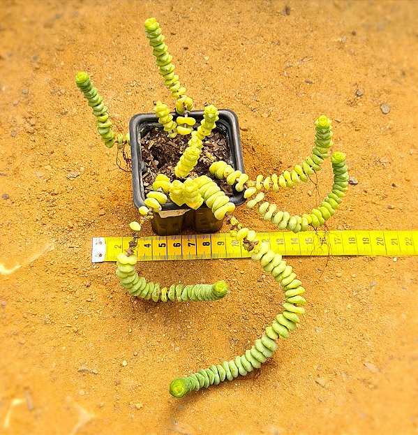Crassula rupestris ssp. marnieriana