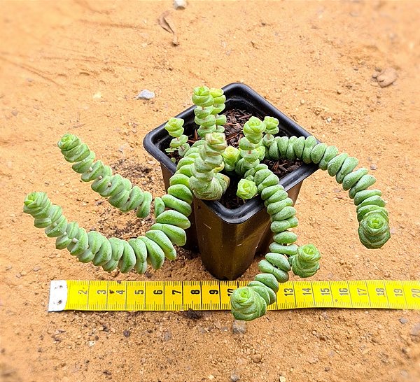 Crassula rupestris ssp. marnieriana