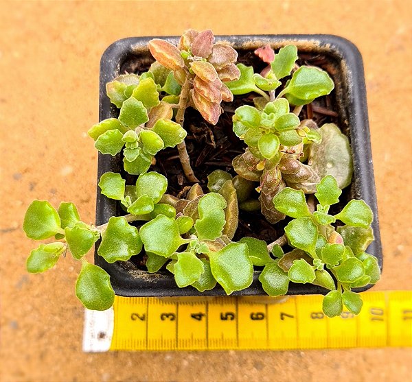 Plectranthus prostatus