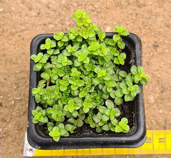 Pilea depressa