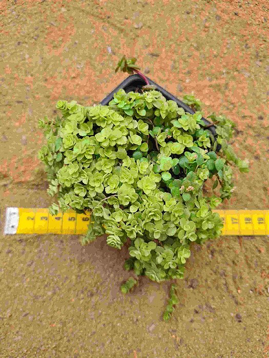Pilea depressa