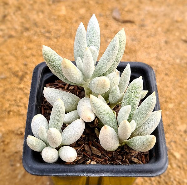 Senecio haworthii