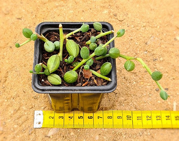 Senecio herreianus - "colar-de-melancia"