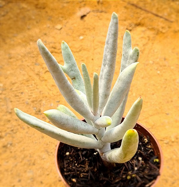 Cotyledon orbiculata elk horns - "chifre-de-alce"