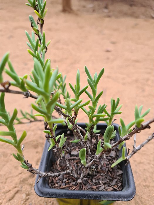 Smicrostigma viride