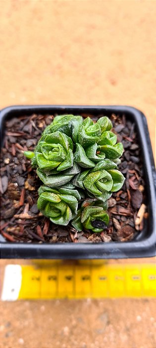 Crassula susannae