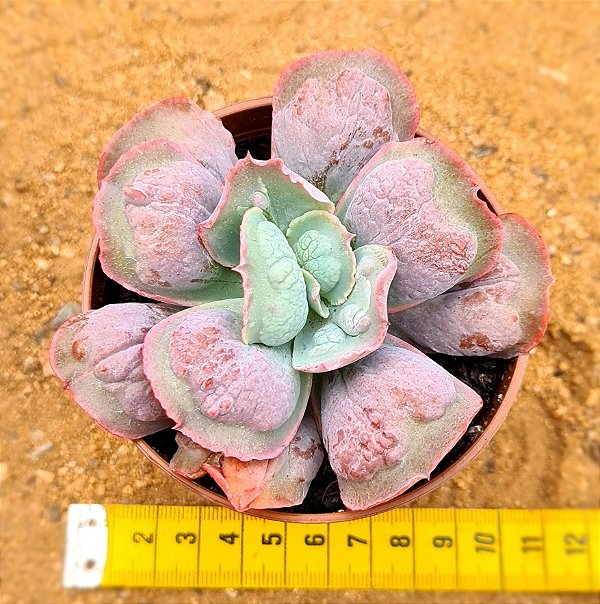 Echeveria linguas