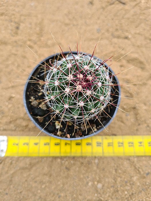 Ferocactus hamatacanthus